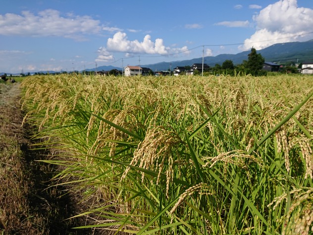 美山錦・稲刈り間近