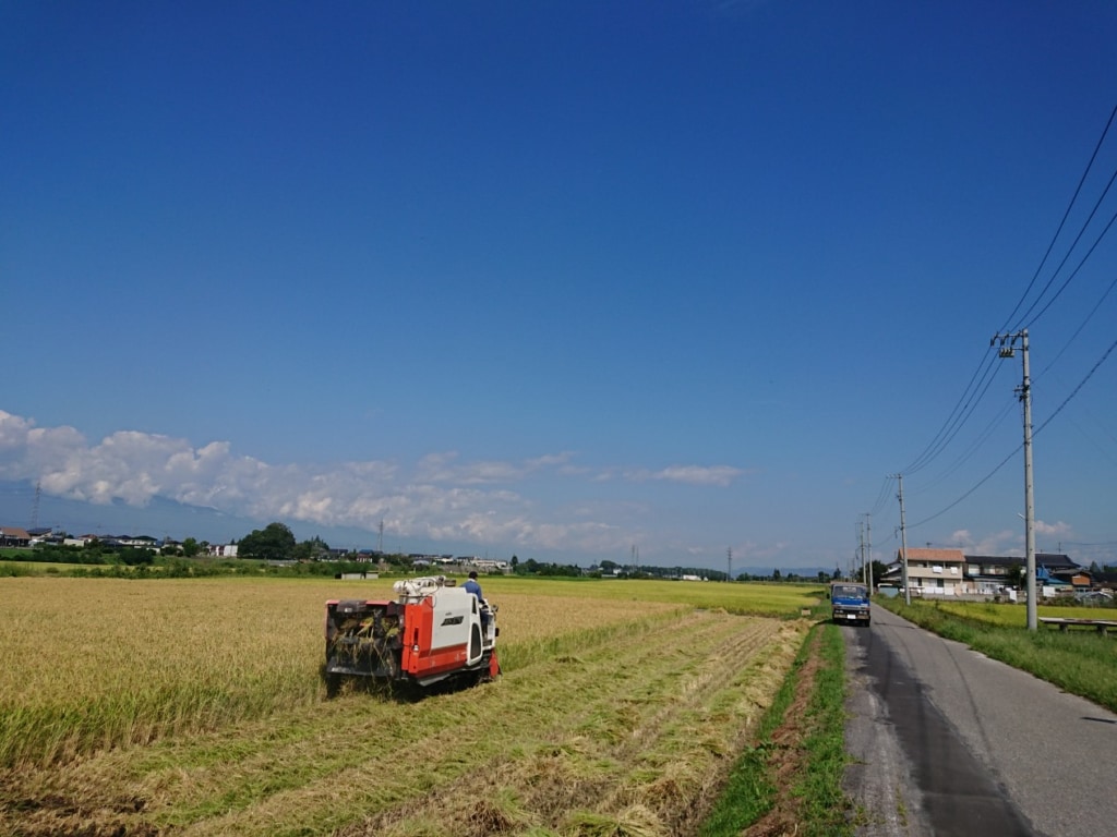 美山錦・稲刈り