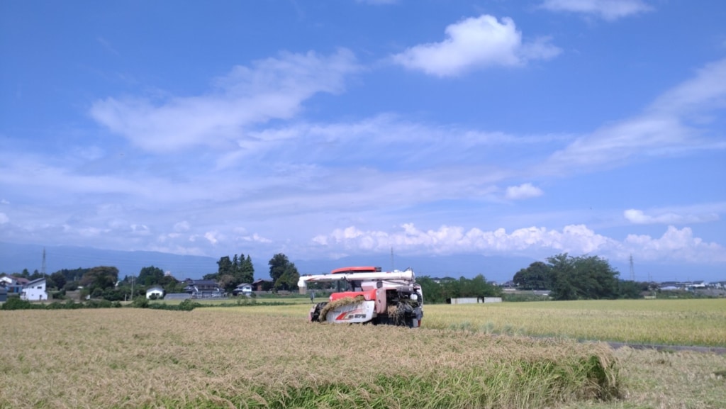 酒米・美山錦の稲刈り～収穫