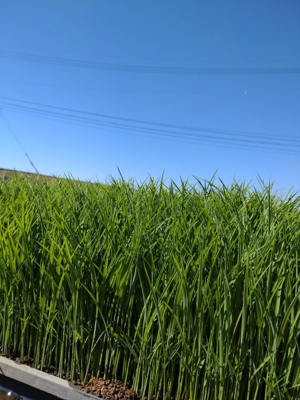 令和6年5月15日　美山錦の田植えをしました。