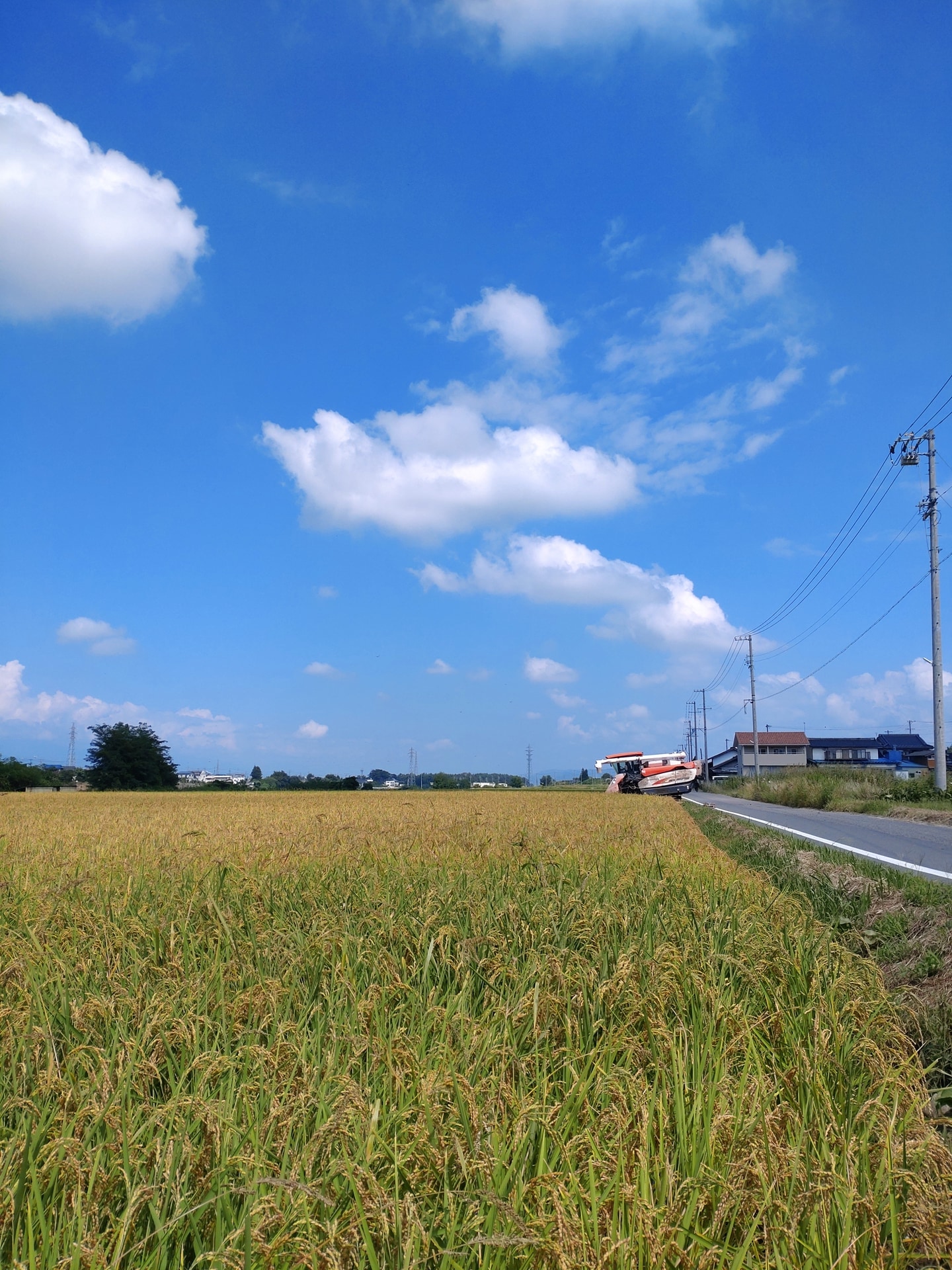 令和6年9月4日　美山錦の稲刈りをしました。