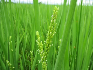 今年の米作り・美山錦　出穂