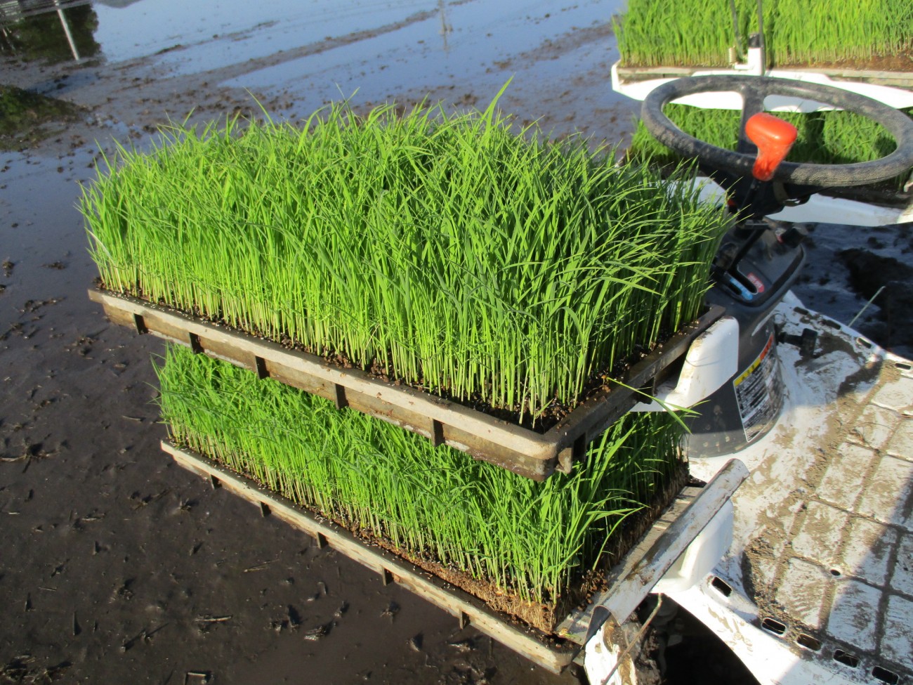 美山錦の田植え