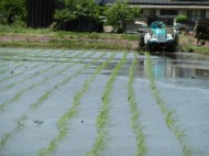 田植え