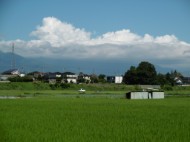 田植えから2ヶ月