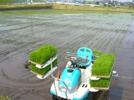 美山錦の田植えです